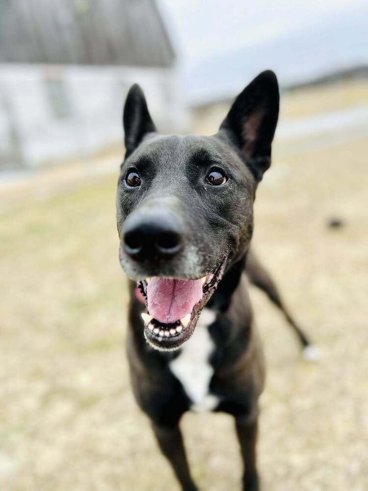 Enlarge Felicia (Fiona), a Adoptable mixed breed in Suamico, WI image 3/6