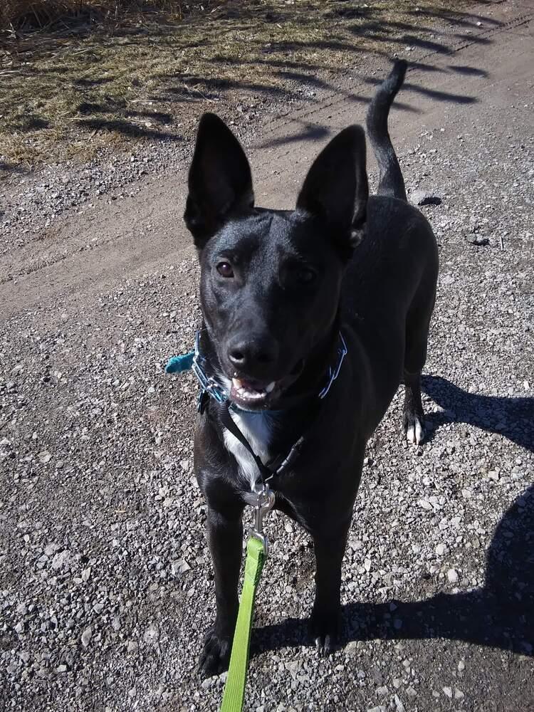 Enlarge Felicia (Fiona), a Adoptable mixed breed in Suamico, WI image 3/5