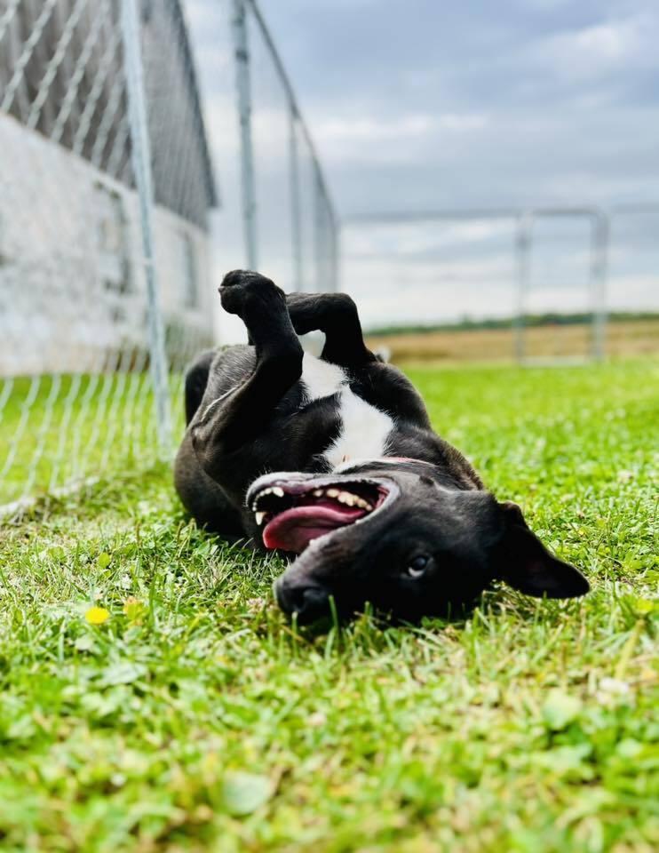 Enlarge Felicia (Fiona), a Adoptable mixed breed in Suamico, WI image 4/5