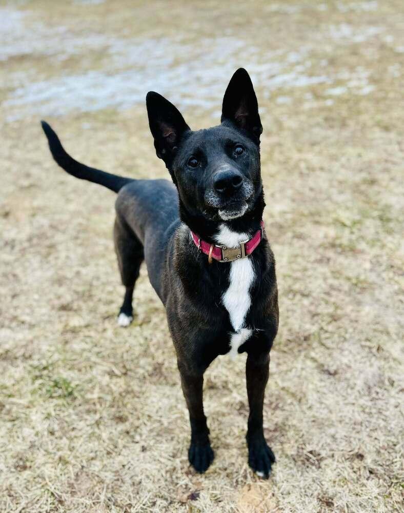 Enlarge Felicia (Fiona), a Adopted mixed breed in Suamico, WI image 4/5