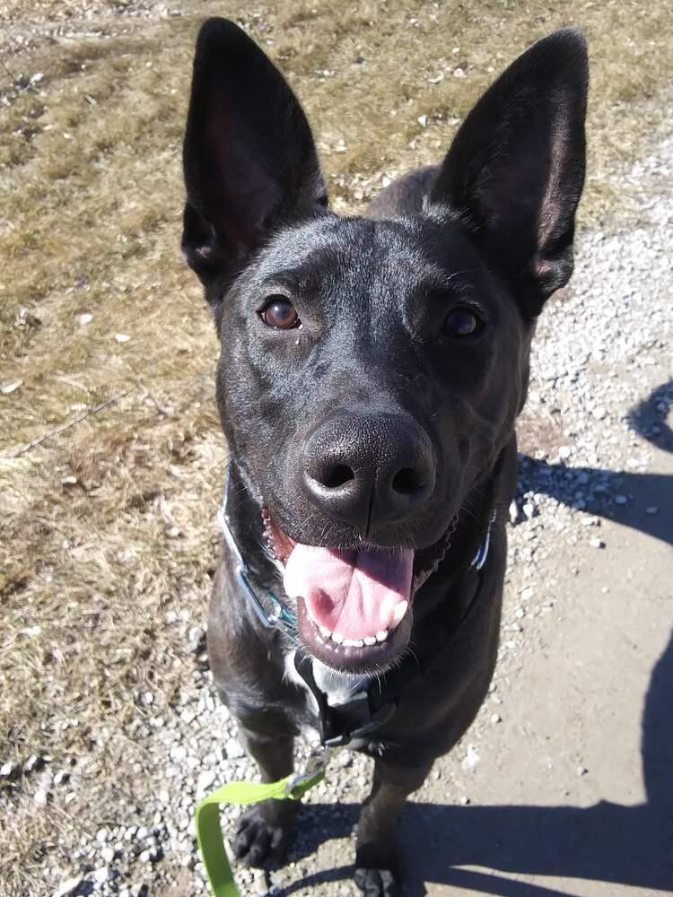 Enlarge Felicia (Fiona), a Adoptable mixed breed in Suamico, WI image 5/5