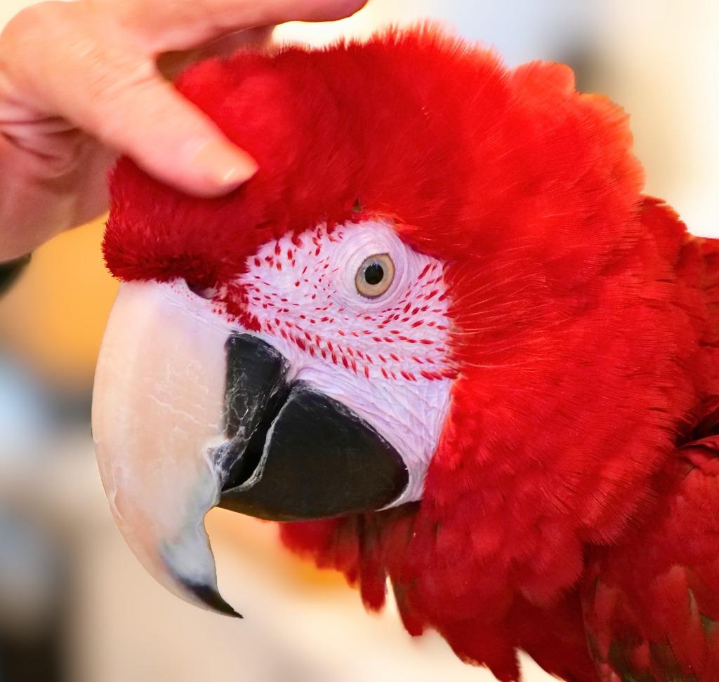 Enlarge Rico, a Adoptable Macaw in Ballwin, MO image 2/6