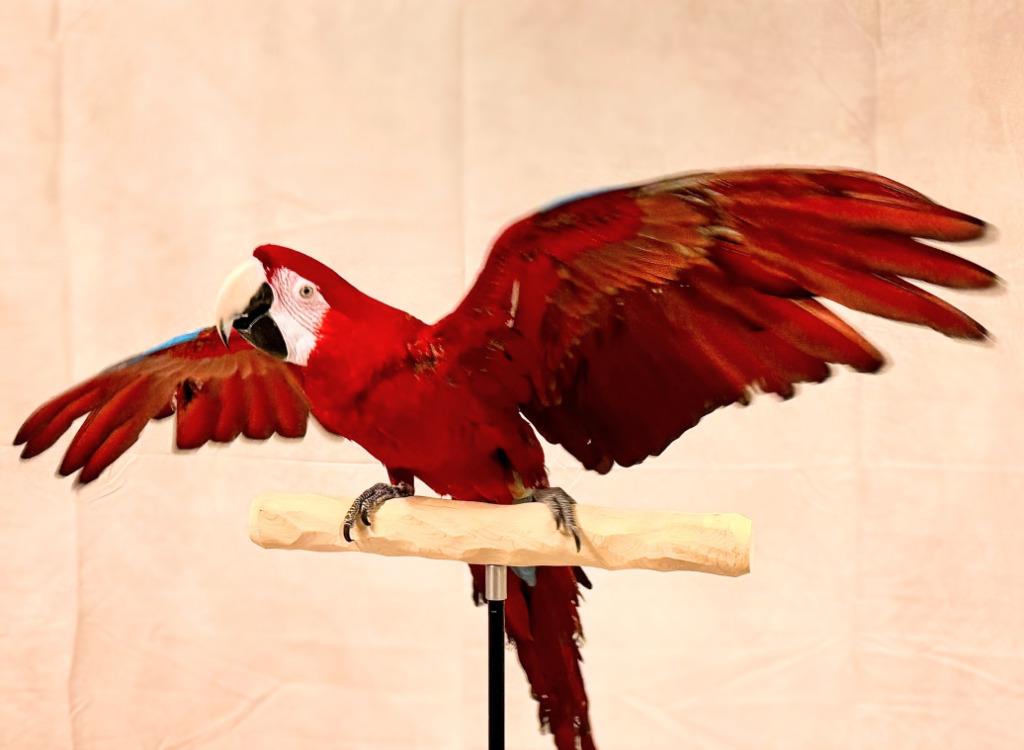Enlarge Rico, a Adoptable Macaw in Ballwin, MO image 5/6