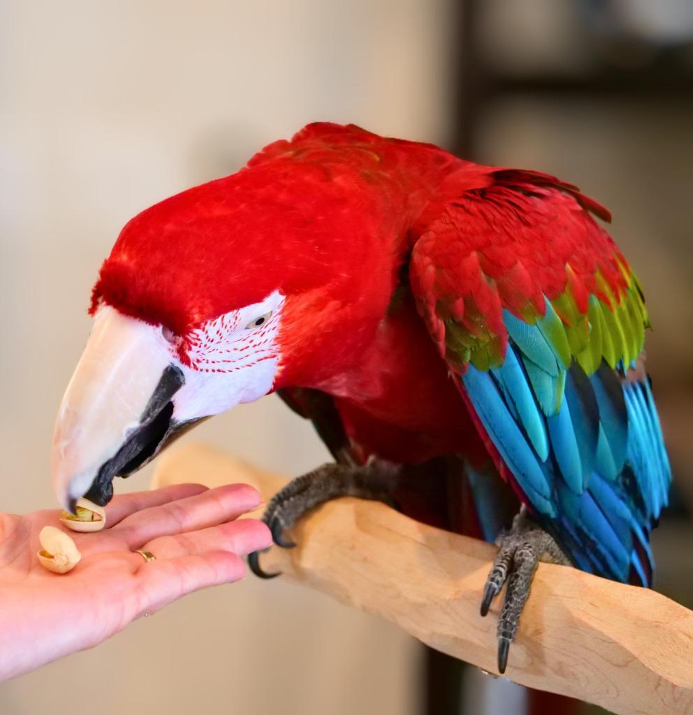 Enlarge Rico, a Adoptable Macaw in Ballwin, MO image 6/6