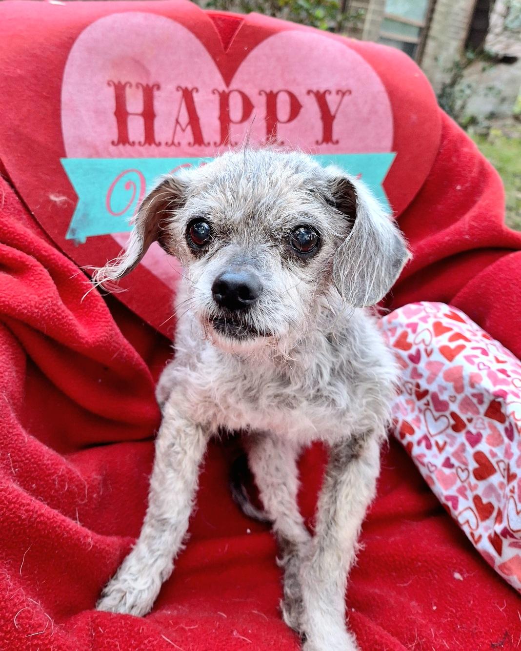 Zevon BR5996-T  LOCAL Adoption Event in Burlington 1/16 and 1/17, adopted, Adult Male Brussels Griffon.