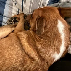 Dominic photo 3