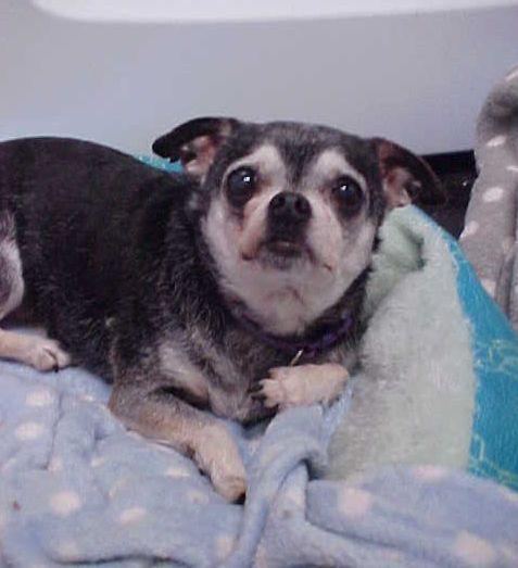Jill - 8 pounds, adoptable, Senior Female Chihuahua.