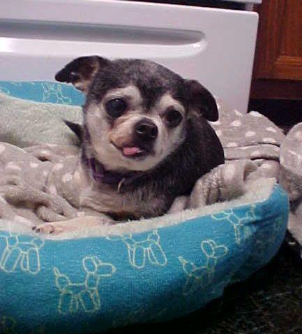 Enlarge Jill - 8 pounds, a Adoptable Chihuahua in California, MD image 5/5