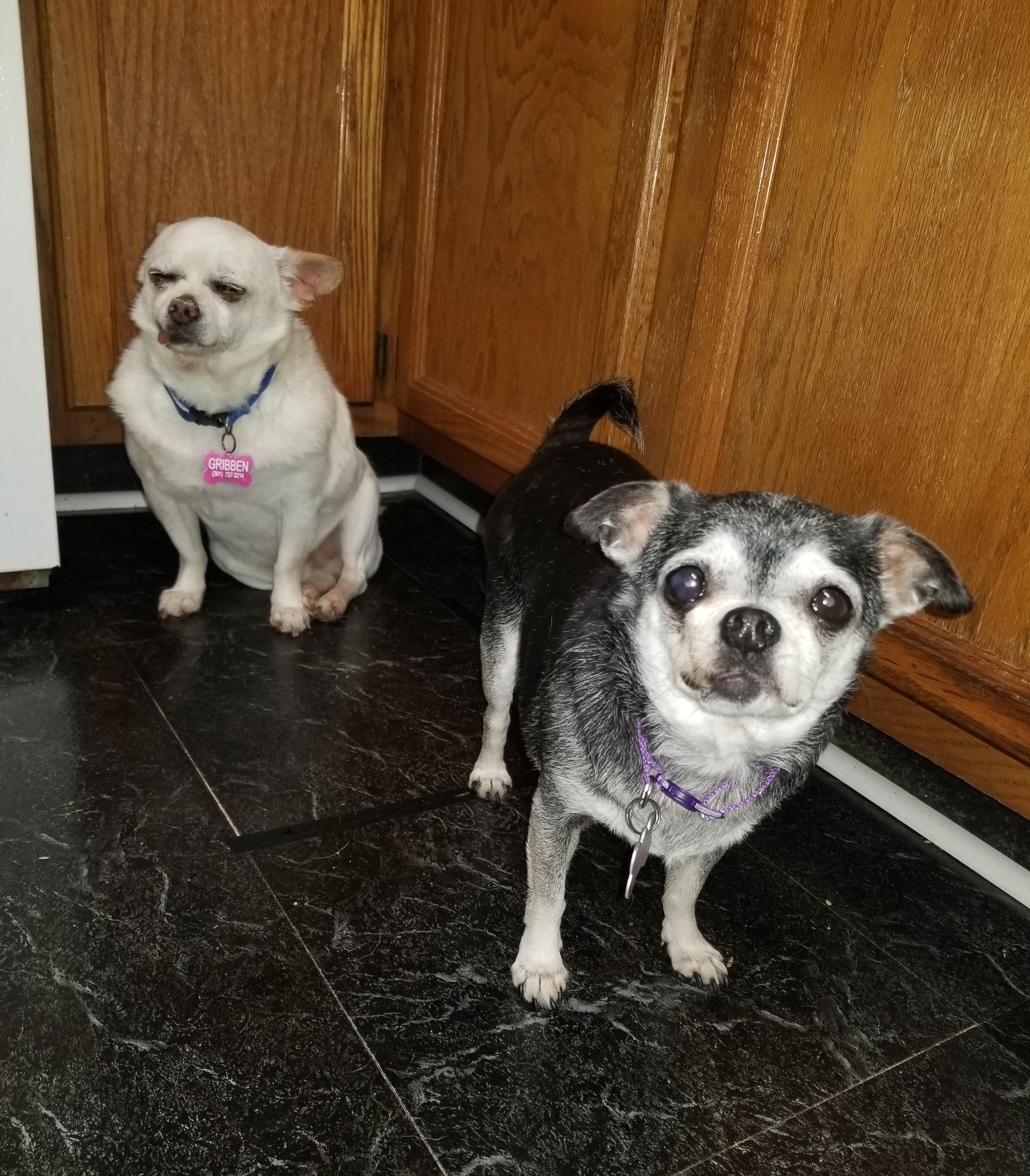 Jill - 8 pounds, an adoptable Chihuahua in California, MD image 2/4