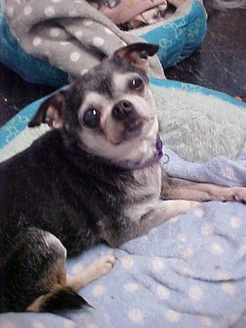Jill - 8 pounds, an adoptable Chihuahua in California, MD image 3/4