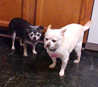 Jill - 8 pounds, an adoptable Chihuahua in California, MD image 4/4