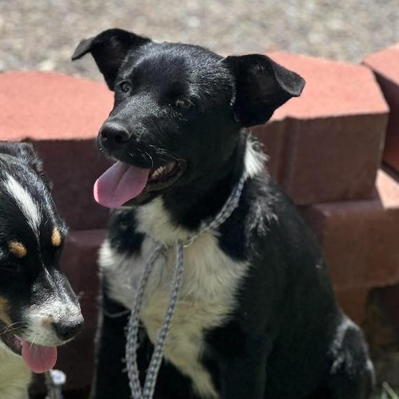 Enlarge Hadley, a ADOPTABLE mixed breed in Fort Collins, CO image 1/6