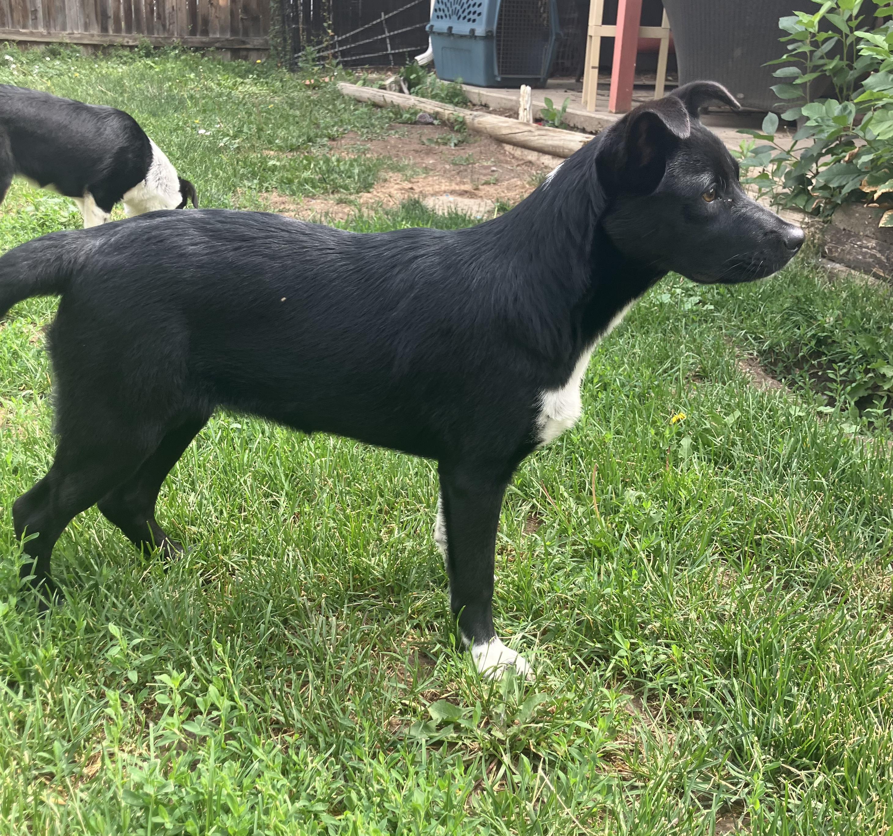 Enlarge Hadley, a ADOPTABLE mixed breed in Fort Collins, CO image 4/6