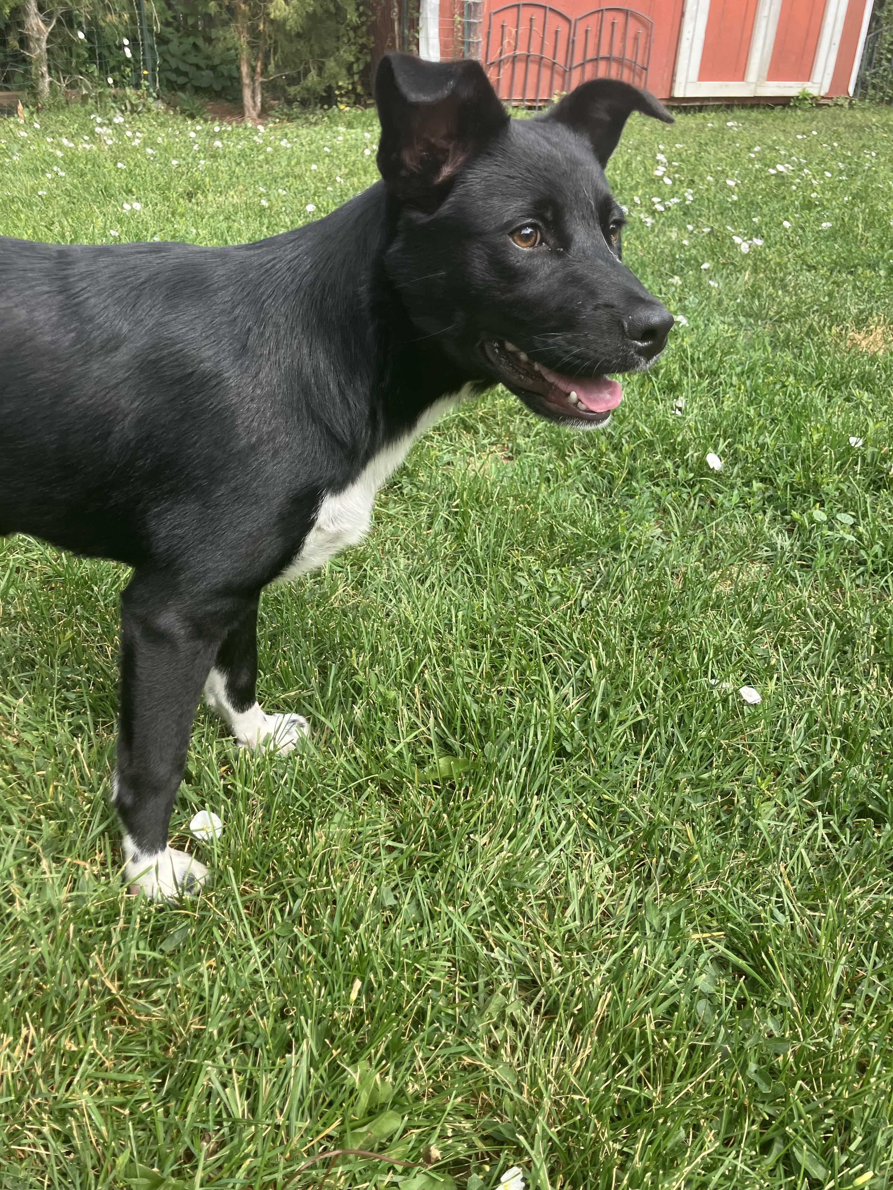 Enlarge Hadley, a ADOPTABLE mixed breed in Fort Collins, CO image 2/6