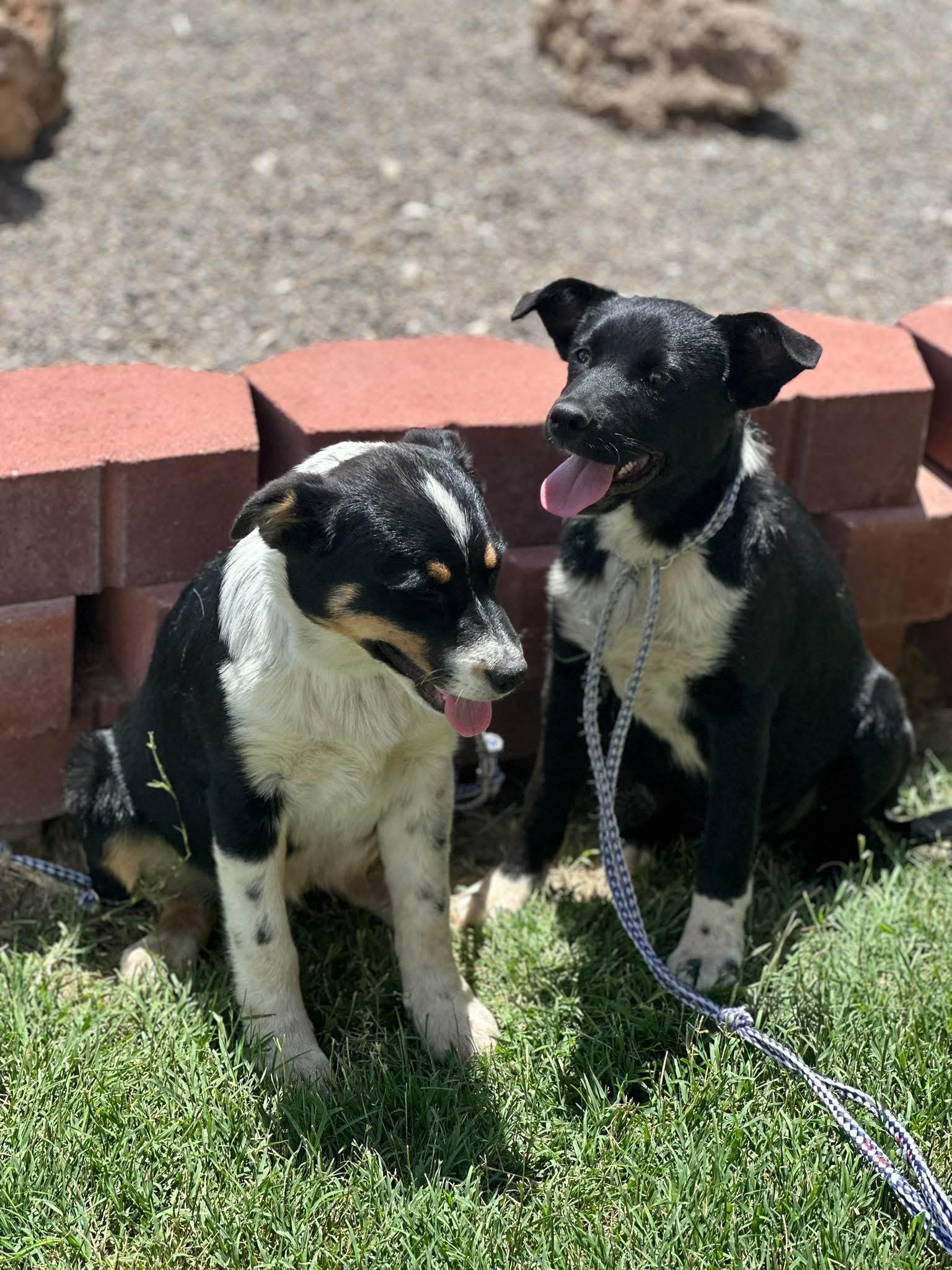 Enlarge Hadley, a ADOPTABLE mixed breed in Fort Collins, CO image 5/6