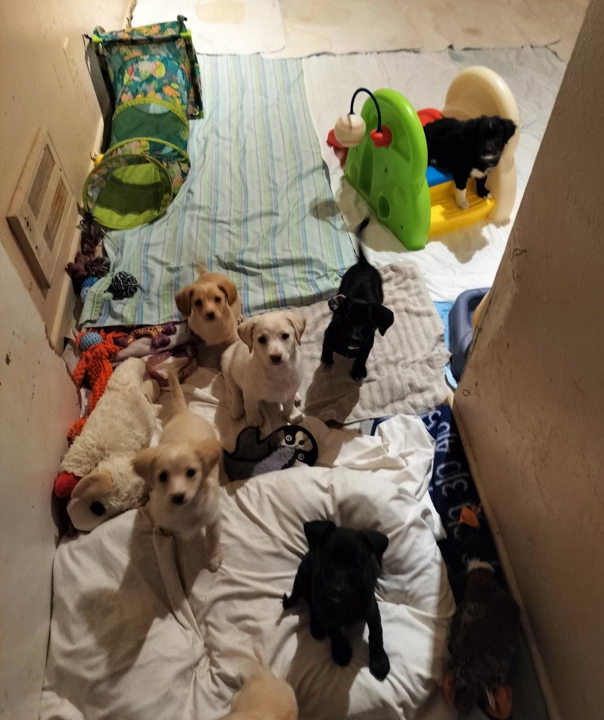 Enlarge FOSTER ME - Monet, a Adoptable mixed breed in Grafton, WI image 1/3