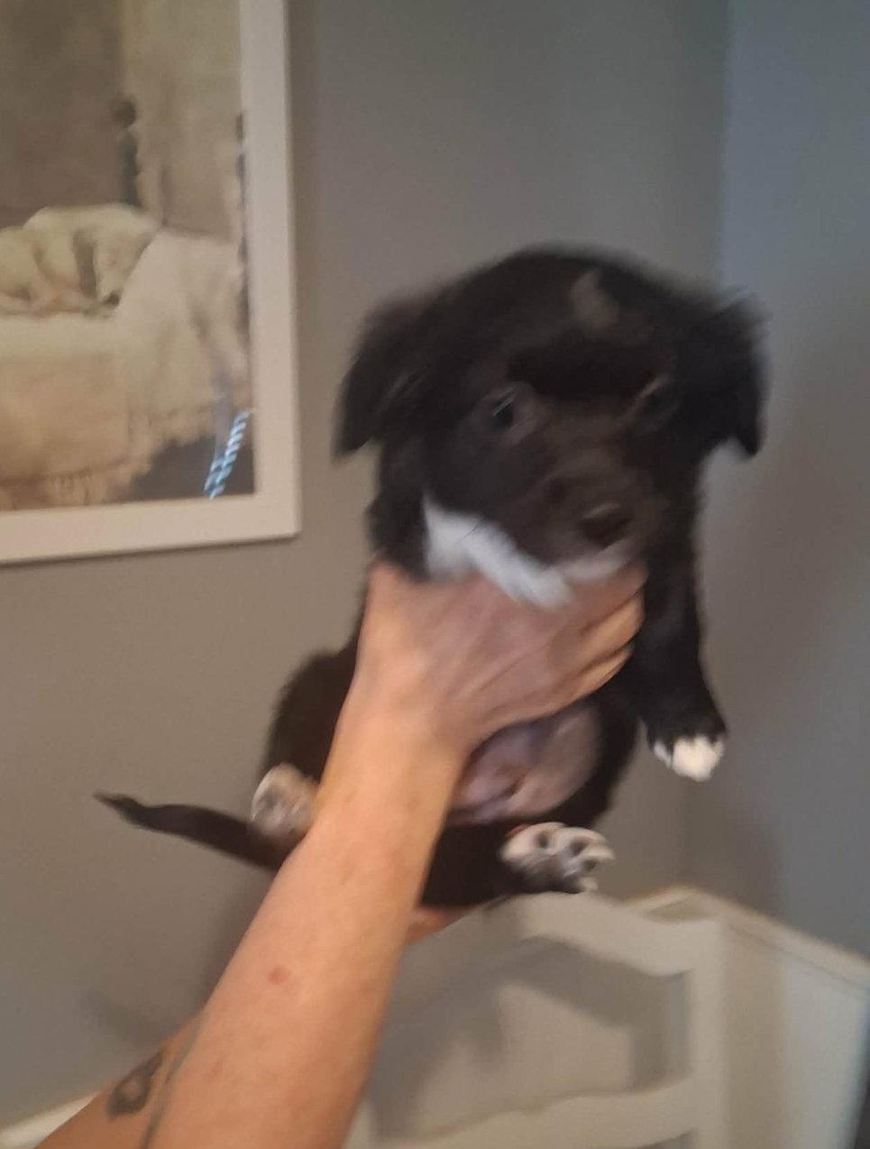 Enlarge FOSTER ME - Monet, a Adoptable mixed breed in Grafton, WI image 2/3