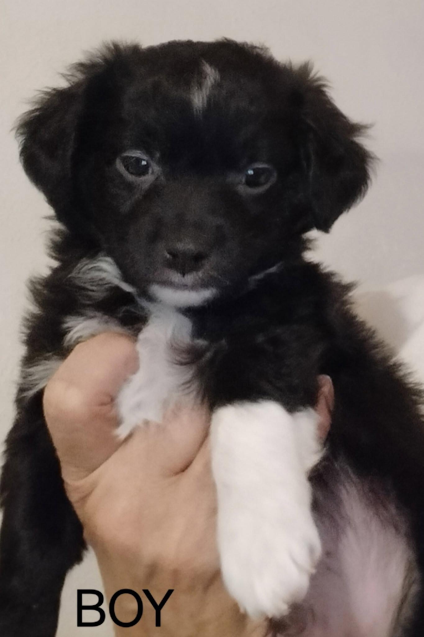 Monet, a Adoptable mixed breed in Grafton, WI image 2/2