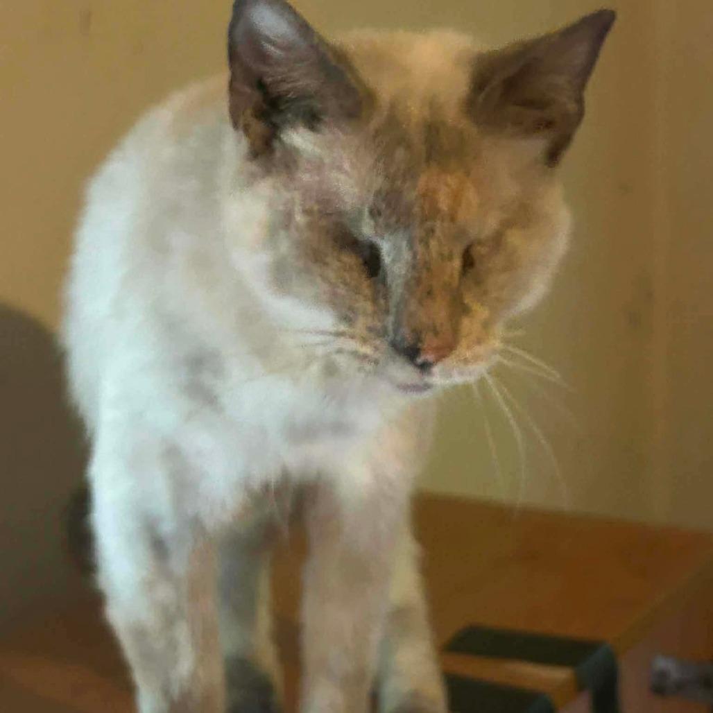 Violet, Adoptable, Adult Female Siamese.