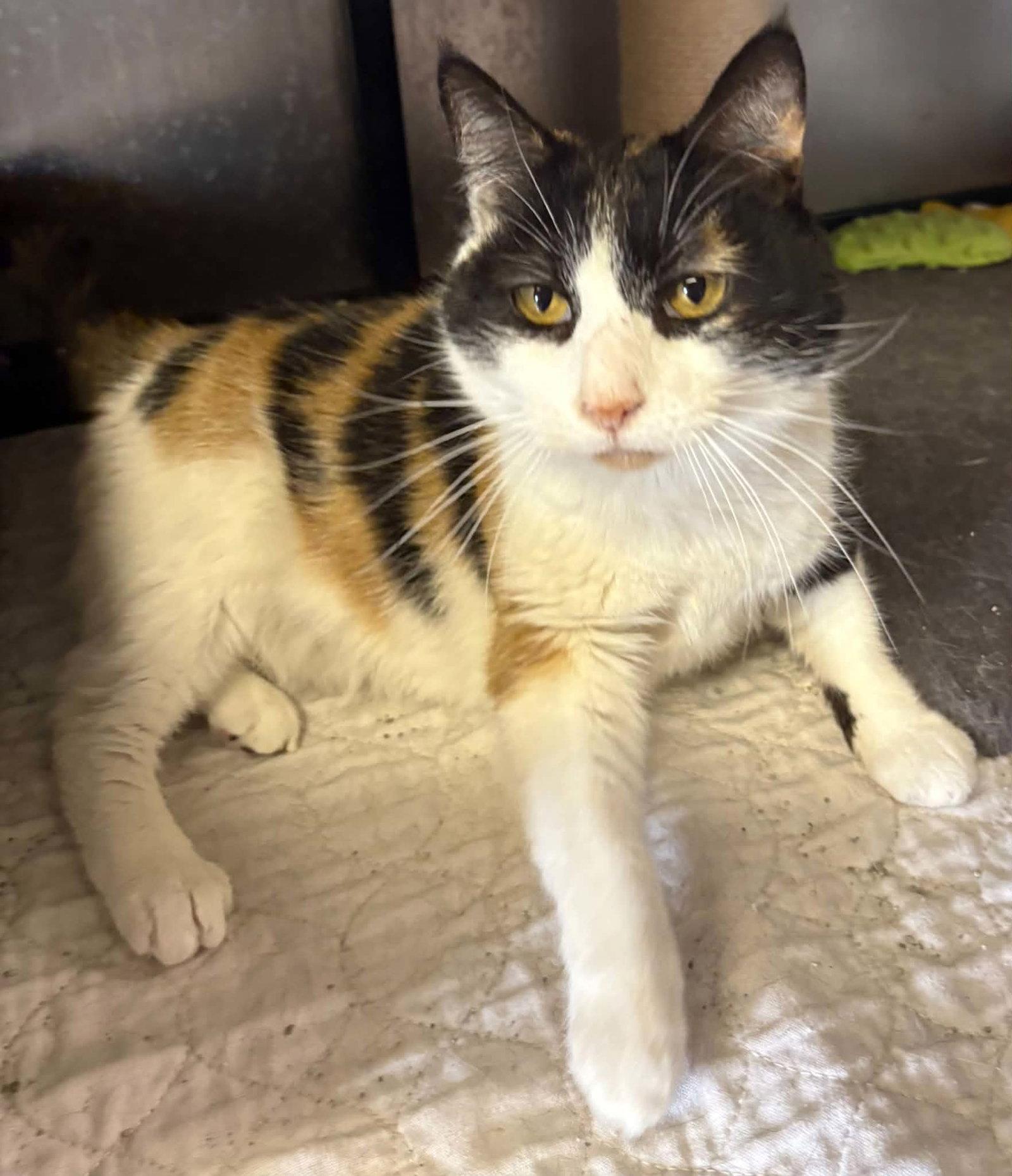 Enlarge Coral, a Adoptable Domestic Short Hair in Dalzell, IL image 1/3