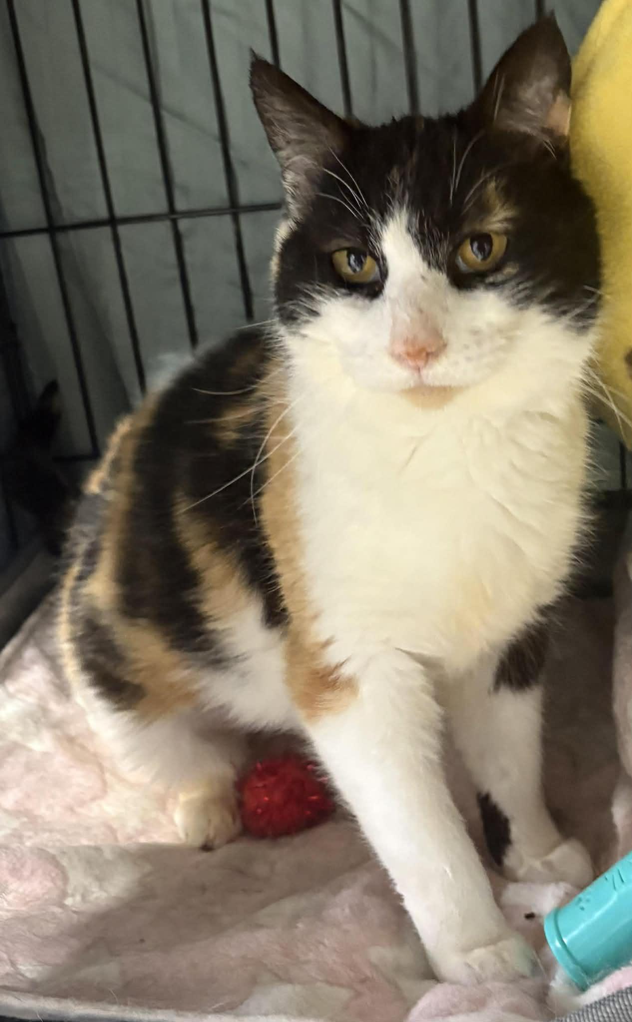 Enlarge Coral, a Adoptable Domestic Short Hair in Dalzell, IL image 2/3