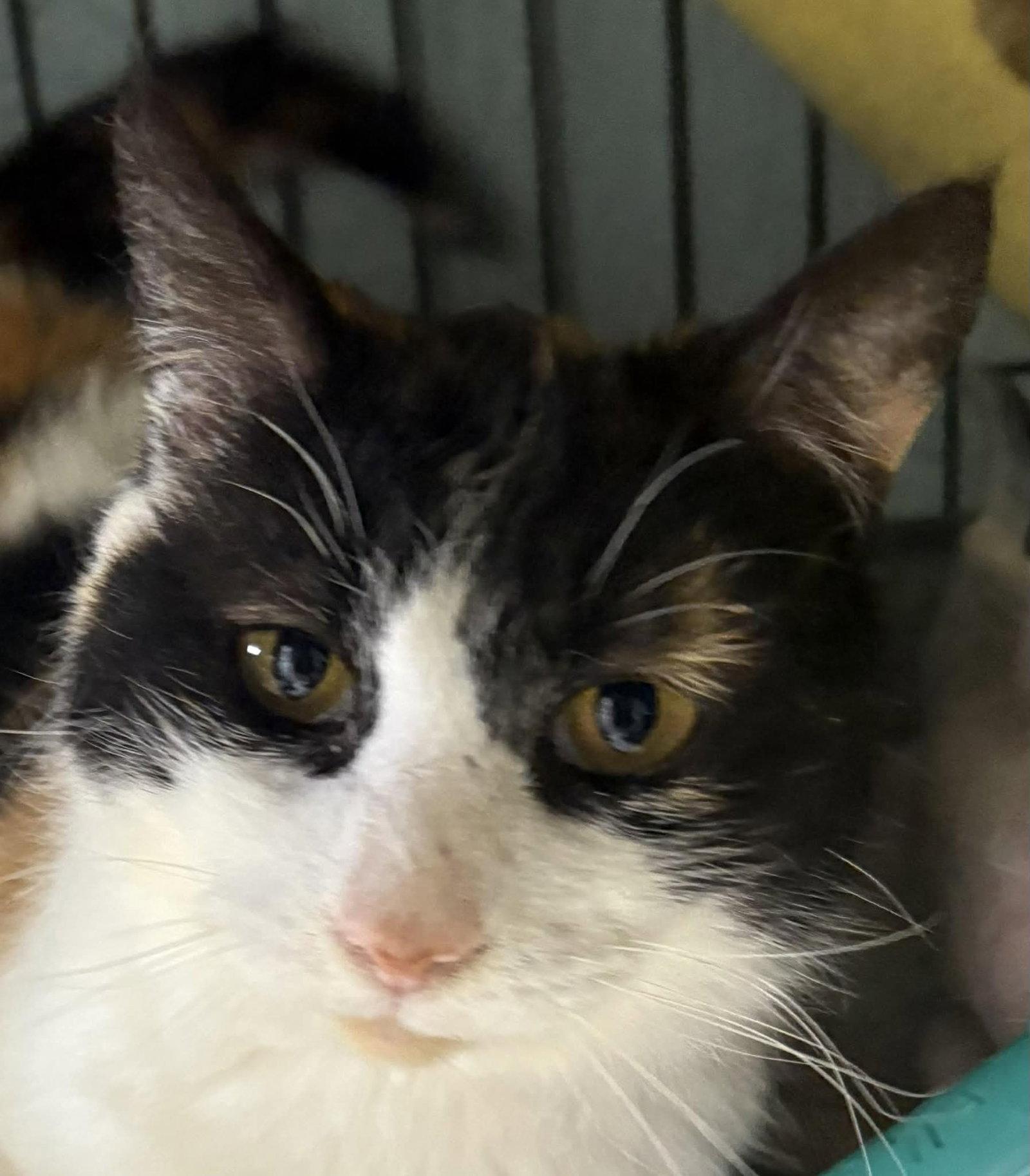 Enlarge Coral, a Adoptable Domestic Short Hair in Dalzell, IL image 3/3