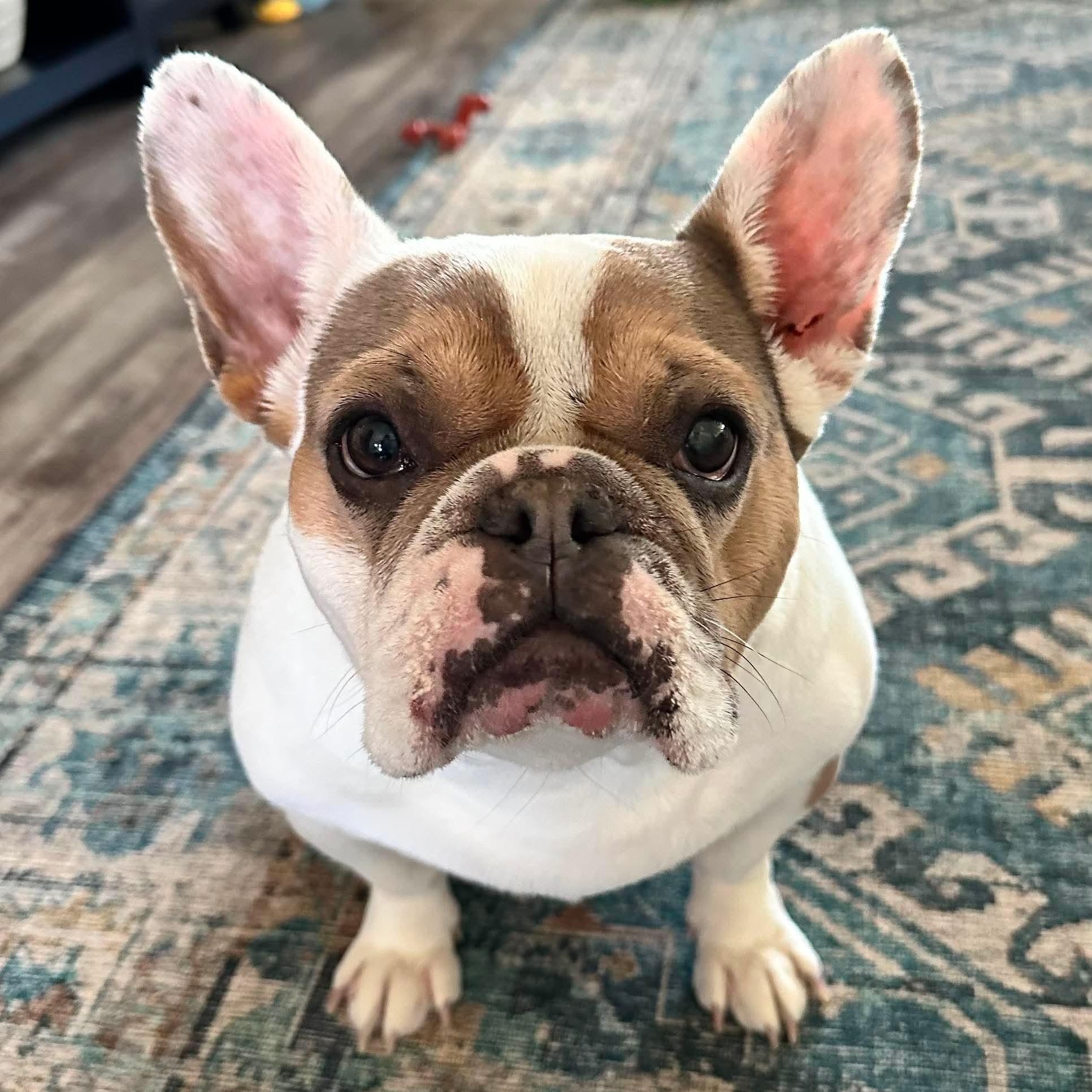 Madison, Adoptable, Adult Female French Bulldog.