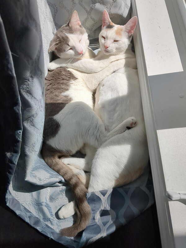 Enlarge Tomm & Jerri, a Adoptable mixed breed in Mississauga, ON image 1/3