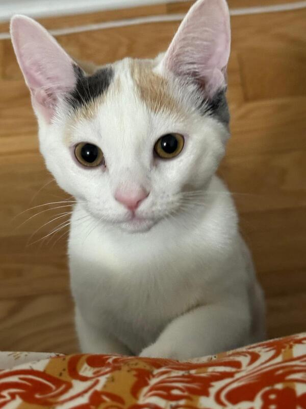 Enlarge Tomm & Jerri, a Adoptable mixed breed in Mississauga, ON image 2/3