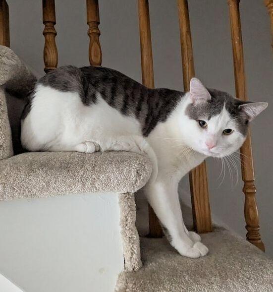 Enlarge Tomm & Jerri, a Adoptable mixed breed in Mississauga, ON image 3/3