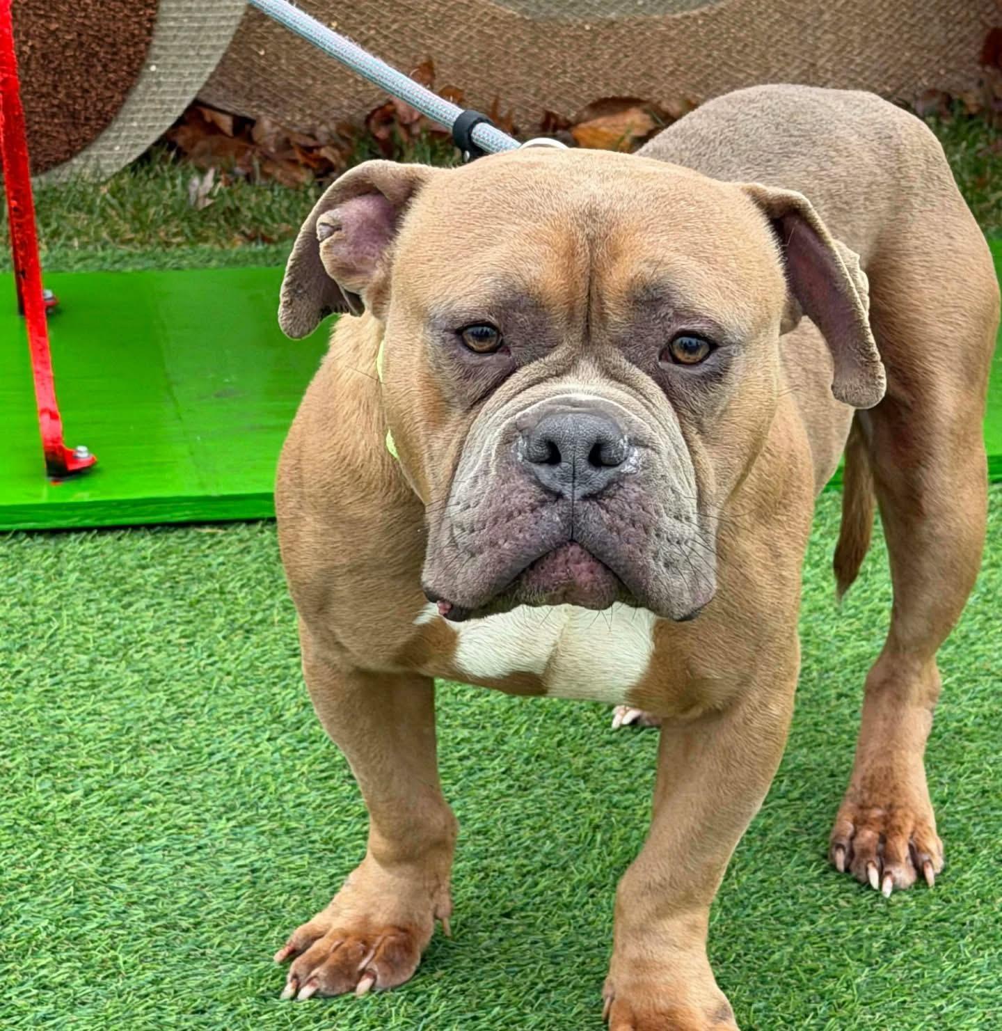 Enlarge Jukebox, a Adopted American Bulldog in Wheaton, IL image 1/1