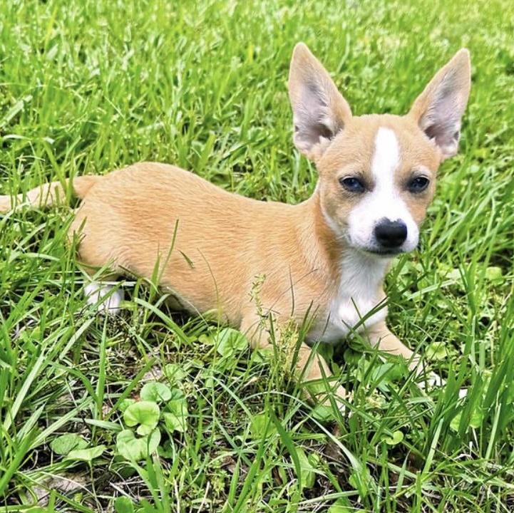 Enlarge Amelia, an adopted mixed breed in Boston, MA image 3/6