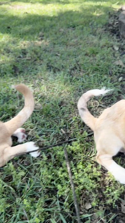 Enlarge Amelia, an adopted mixed breed in Boston, MA video 6/6