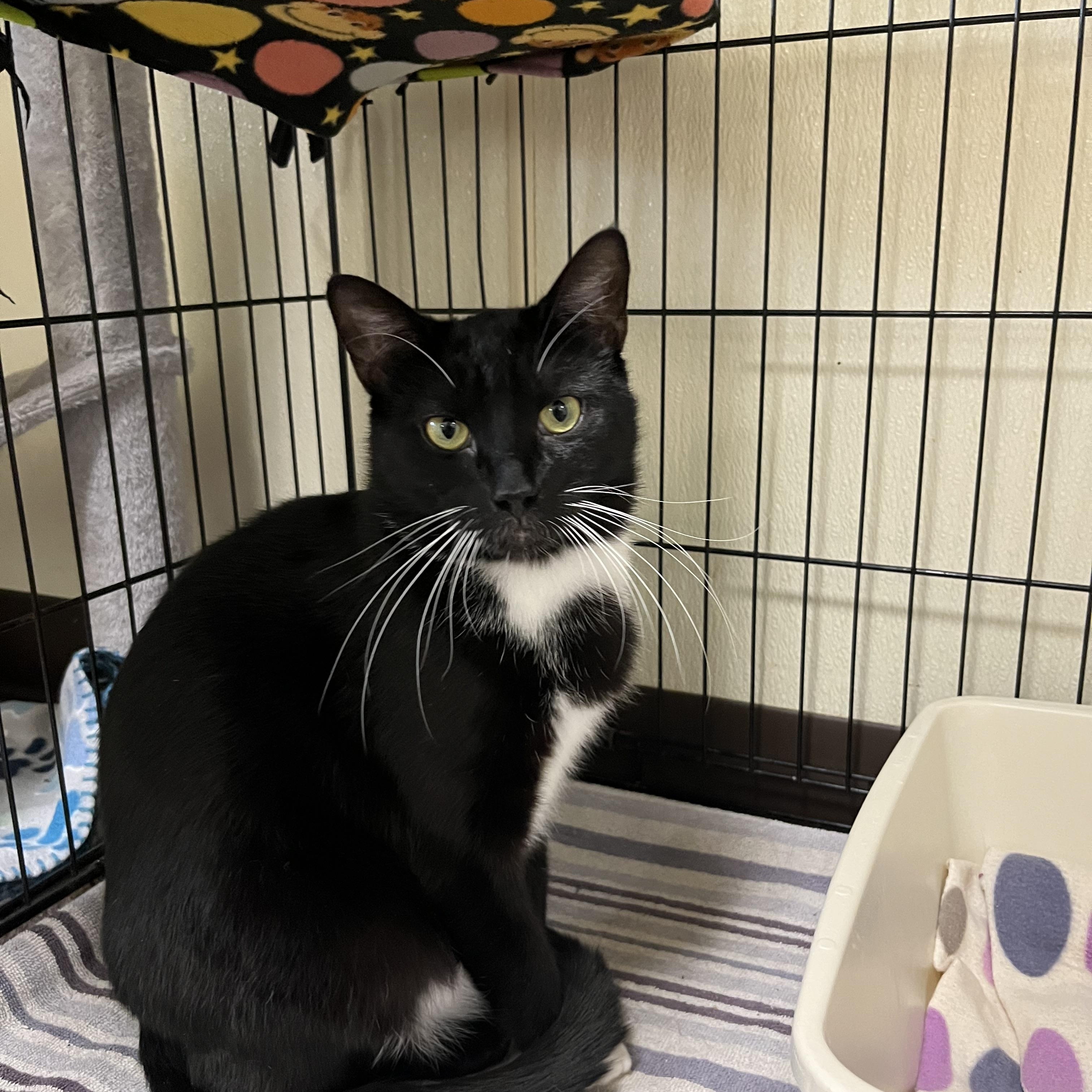 Traz, ADOPTABLE, Young Male Domestic Short Hair.