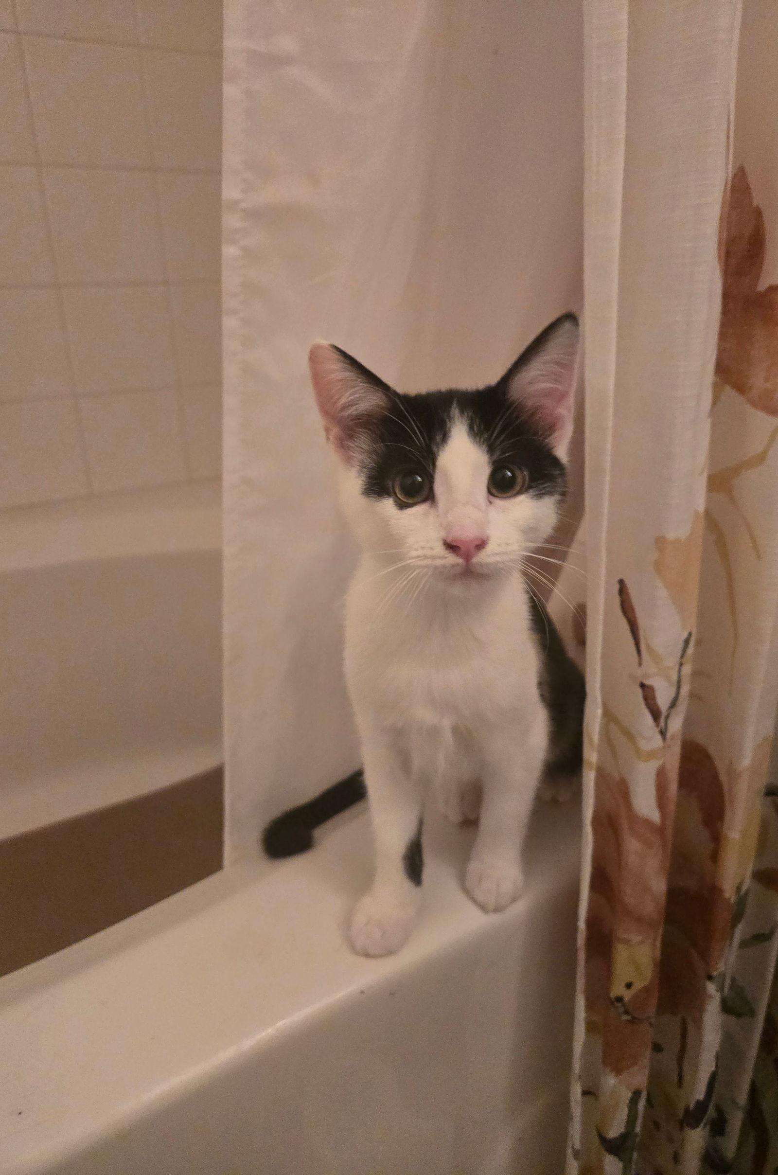 Enlarge Azriel, a Adoptable Domestic Medium Hair in McKinney, TX image 1/1