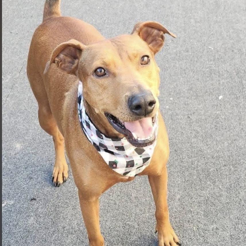 Enlarge Mabel, a Adoptable mixed breed in Cleveland, TN image 1/2