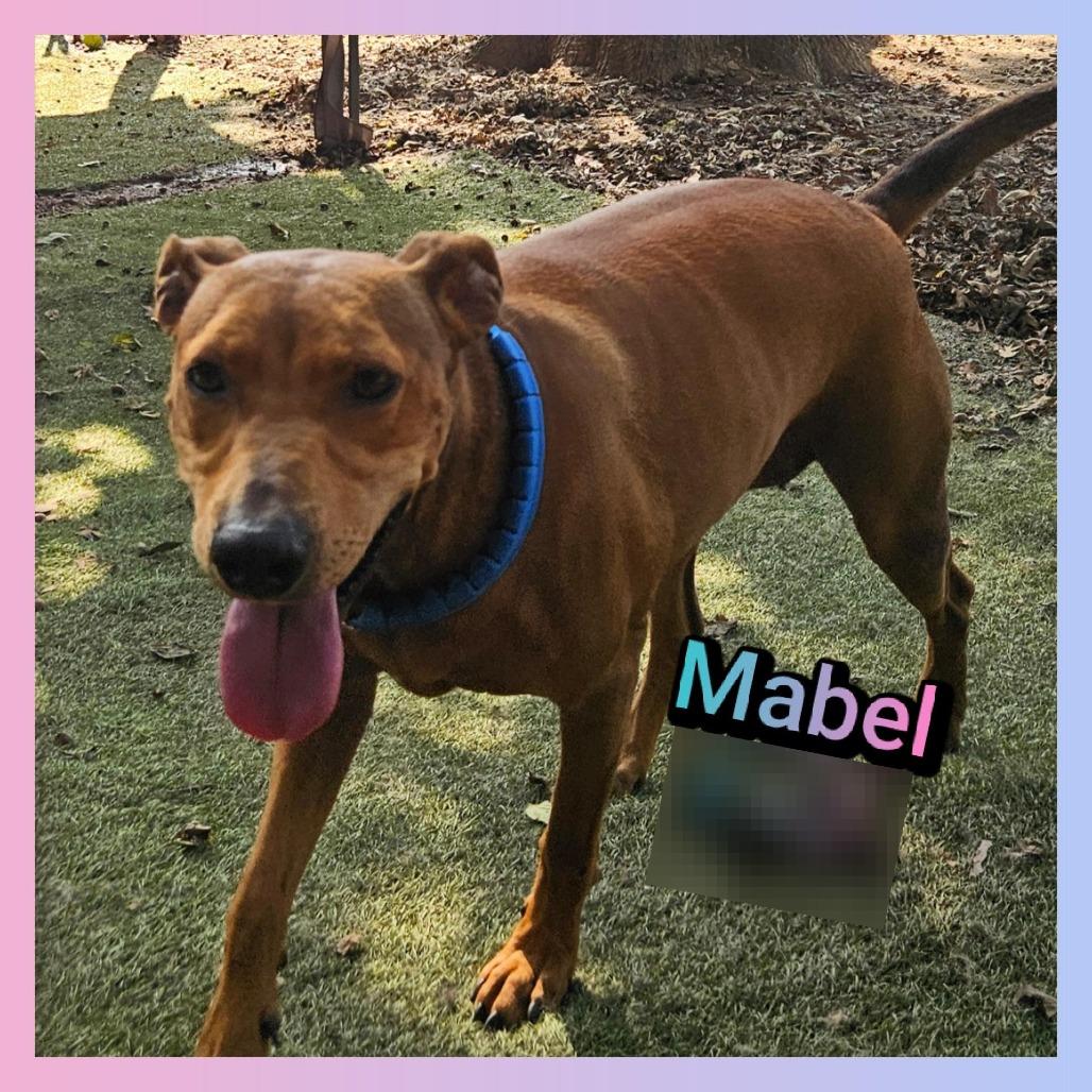 Enlarge Mabel, a Adoptable mixed breed in Cleveland, TN image 2/2