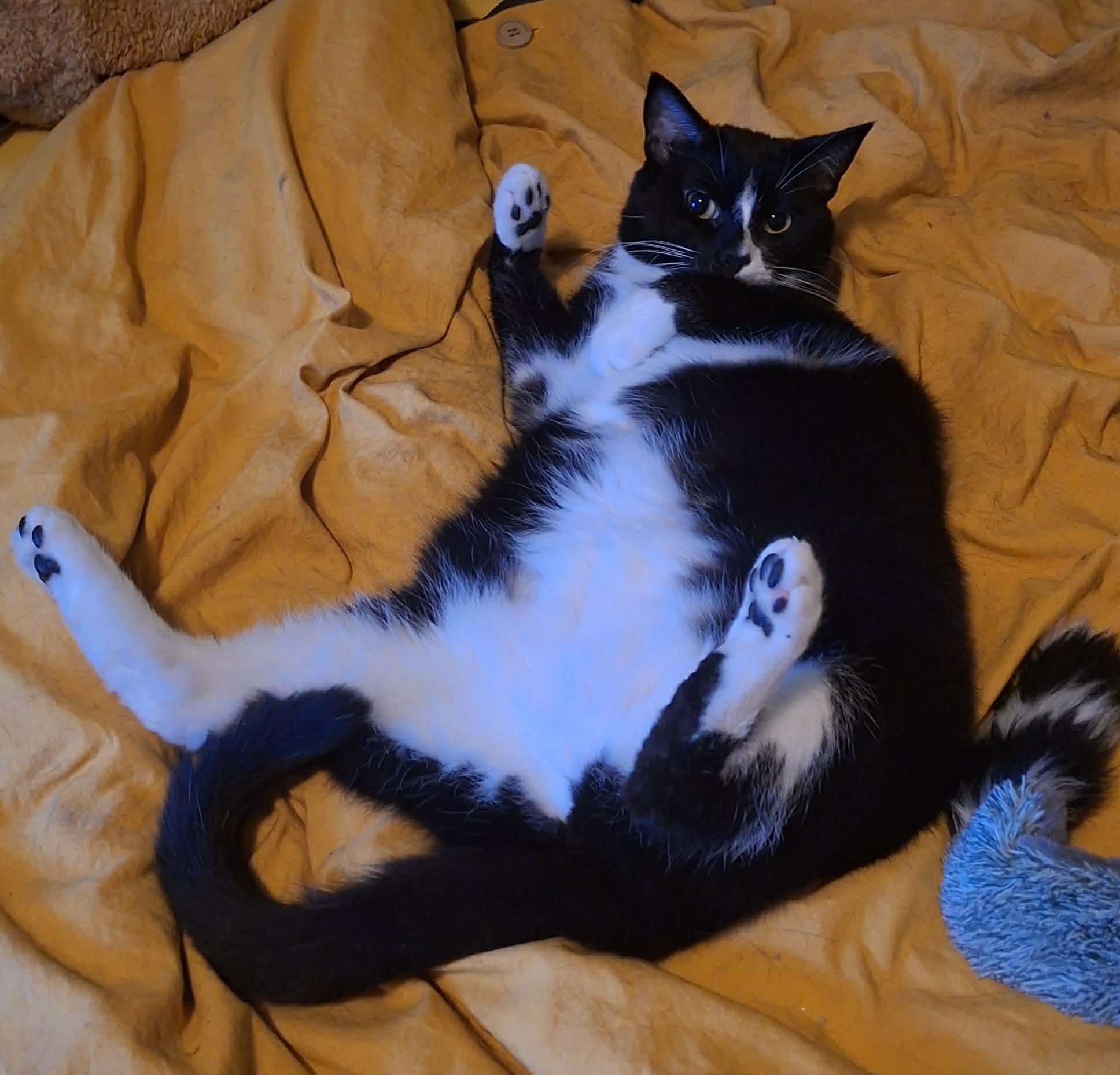 Enlarge Gidget, a Adoptable Domestic Short Hair in Montreal, QC image 2/5