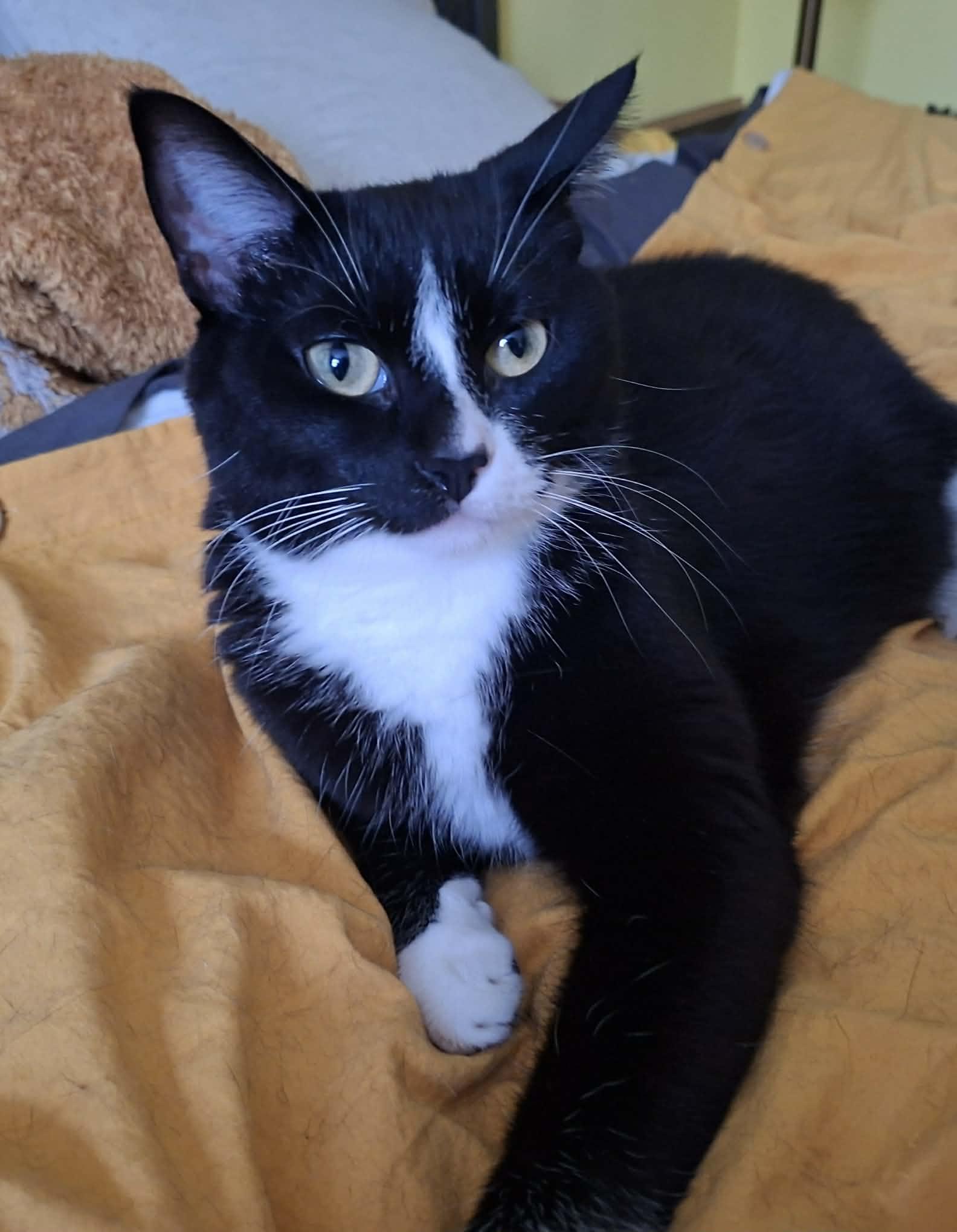 Gidget, Adoptable, Adult Female Domestic Short Hair.