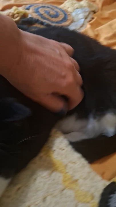 Enlarge Gidget, a Adoptable Domestic Short Hair in Montreal, QC video 5/5