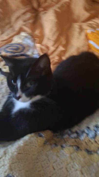 Enlarge Gidget, a Adoptable Domestic Short Hair in Montreal, QC video 4/5