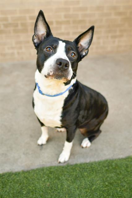 Enlarge FANCY, a Adoptable Mixed Breed in Dallas, TX image 1/1