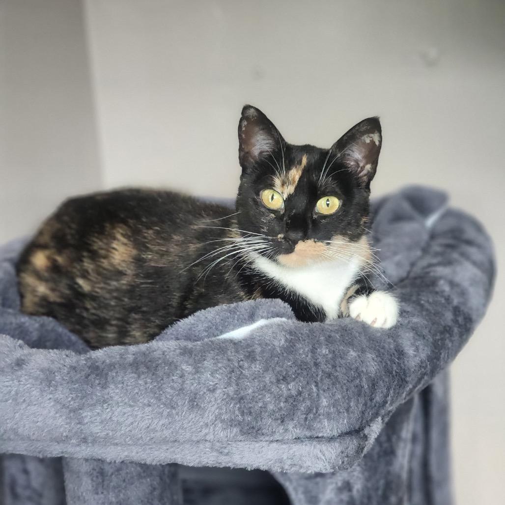 Enlarge Seraphina, a Adoptable Domestic Short Hair in Mount Laurel, NJ image 1/6