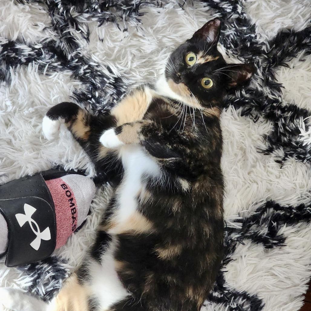 Enlarge Seraphina, a Adoptable Domestic Short Hair in Mount Laurel, NJ image 2/6