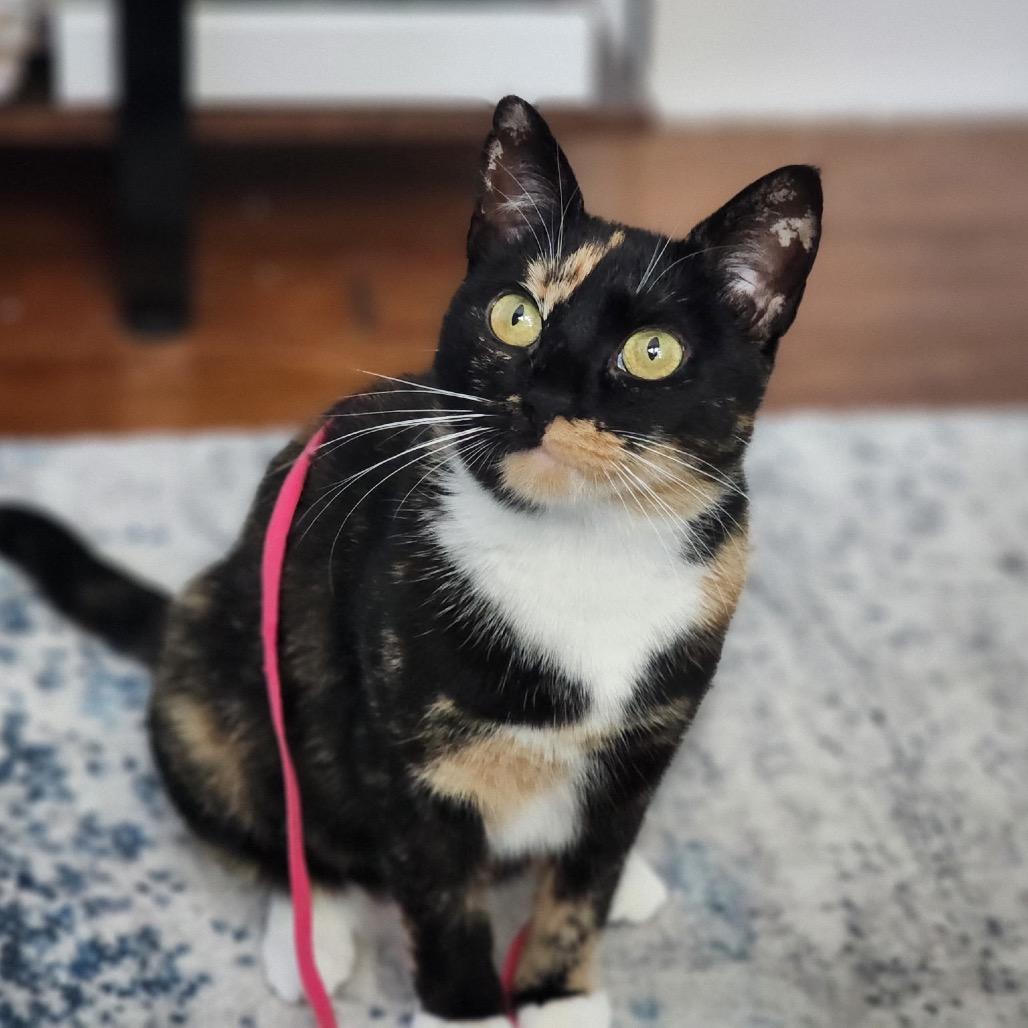 Enlarge Seraphina, a Adoptable Domestic Short Hair in Mount Laurel, NJ image 3/6