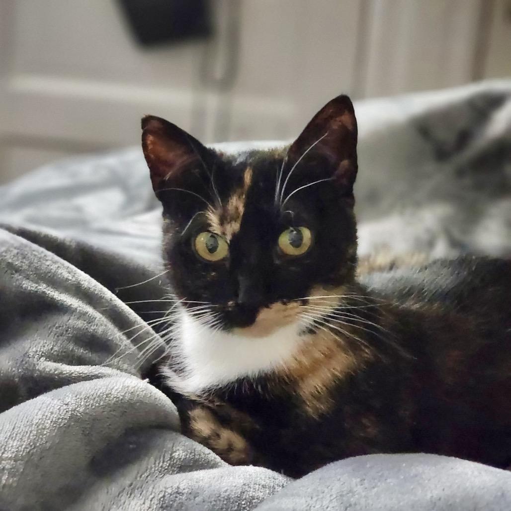 Enlarge Seraphina, a Adoptable Domestic Short Hair in Mount Laurel, NJ image 4/6