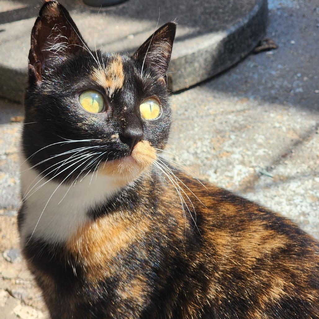 Enlarge Seraphina, a Adoptable Domestic Short Hair in Mount Laurel, NJ image 5/6