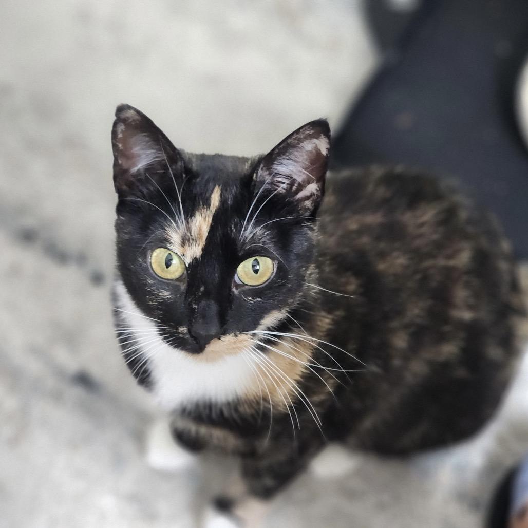 Enlarge Seraphina, a Adoptable Domestic Short Hair in Mount Laurel, NJ image 6/6