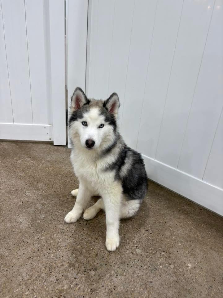Enlarge Loon, an adopted Siberian Husky in South Lyon, MI image 3/4