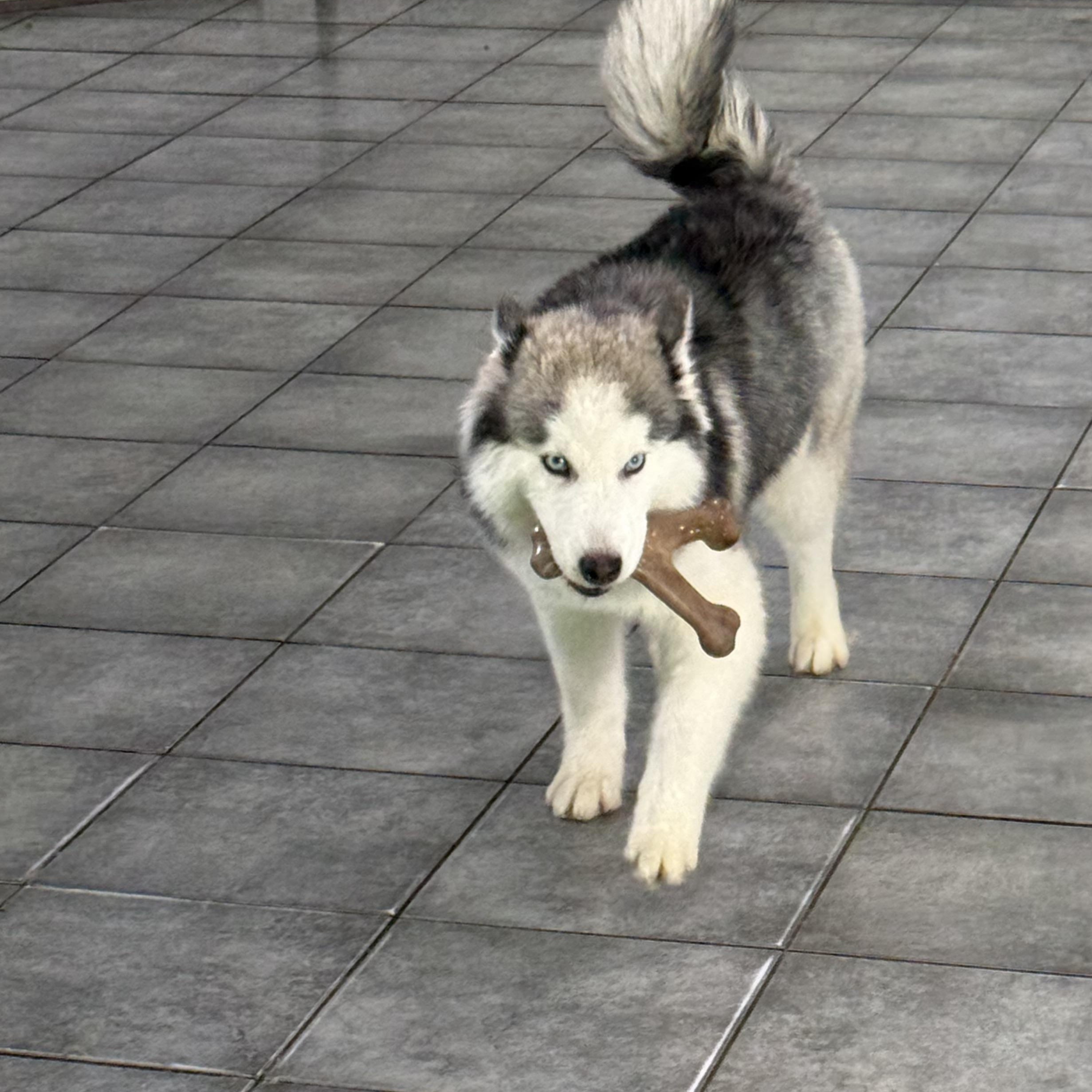 Enlarge Loon, an adopted Siberian Husky in South Lyon, MI image 2/4